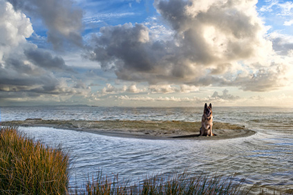 Urlaub in einem Ferienhaus in Schweden mit Hund