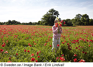 Kind auf Blumenwiese, Gotland, SÃ¼dschweden