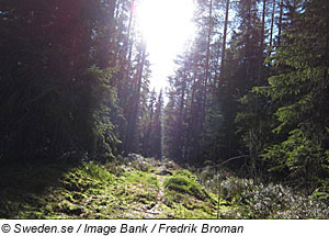 Wald in Schweden