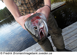 Fischer in Dalsland, Südschweden