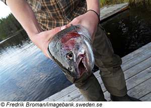 Fischer in Dalsland, SÃ¼dschweden