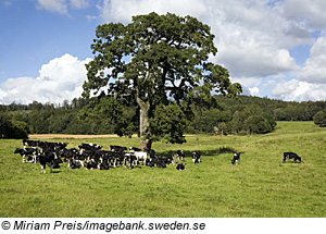 Südschweden Region Halland, Kühe